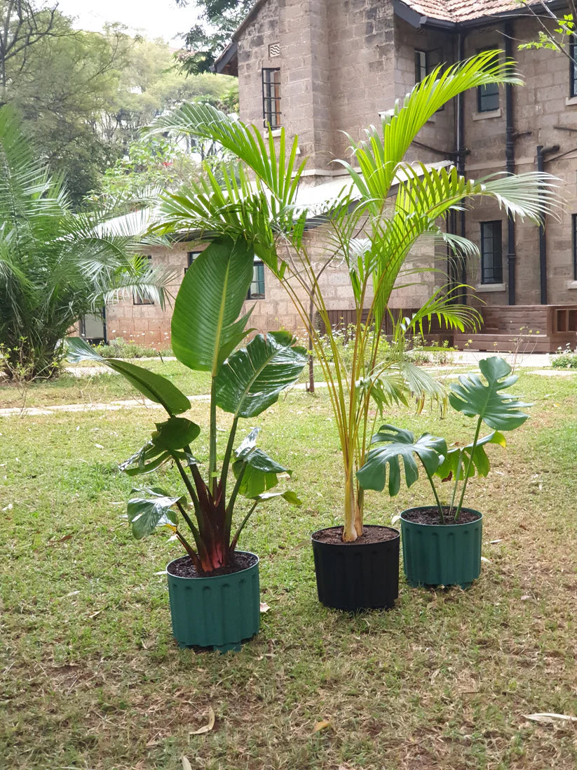 Maasai Sacred Plant Trio – 'Olari' (Sanctuary) Collection – Tropical Heirloom Set.