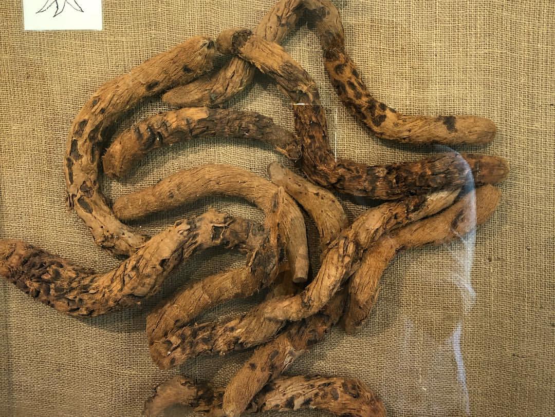 Traditional Remedy for Malaria and Colds - Ole-Paralino Bark.