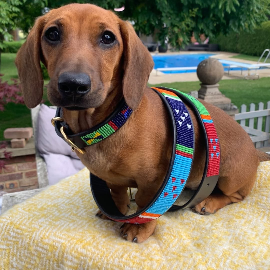 AUTHENTIC MAASAI AND DOG COLLAR SERIES – Beaded Companions for Him and Her.